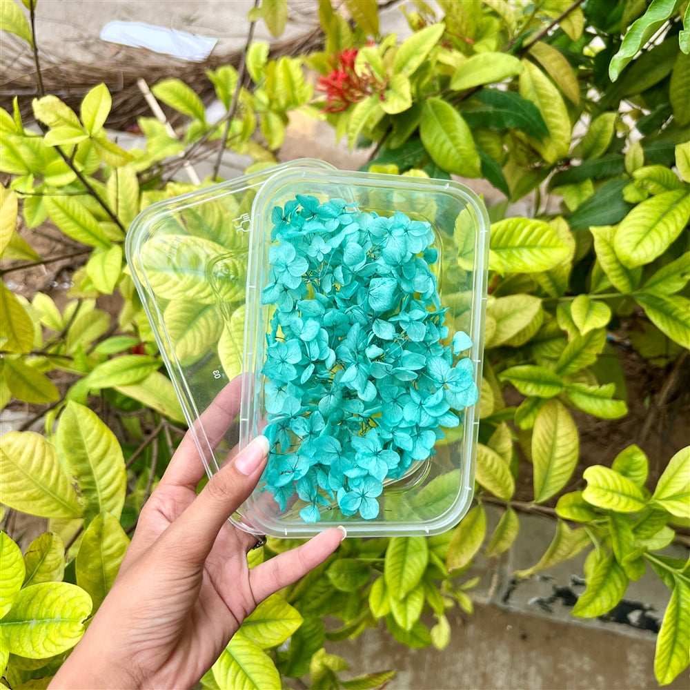Tiffany Dream Hydrangea Flower Box