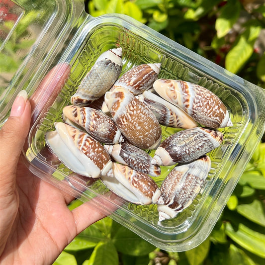 Tiger Cone Shells – Bold Patterned Pack