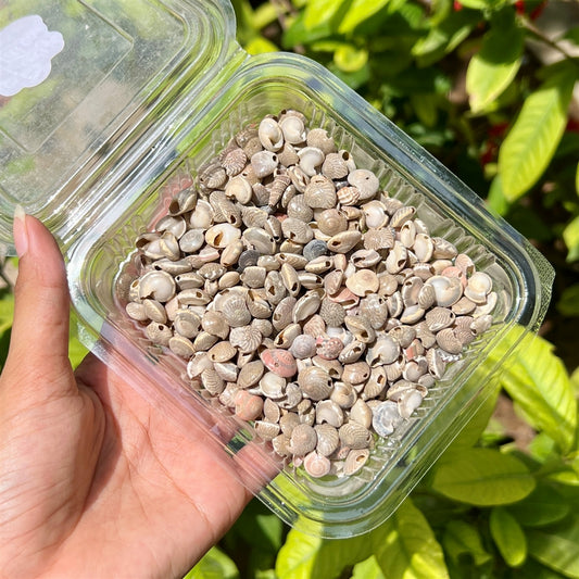 Tiny Cowrie Style Beads – Hole-Drilled Ocean Pack