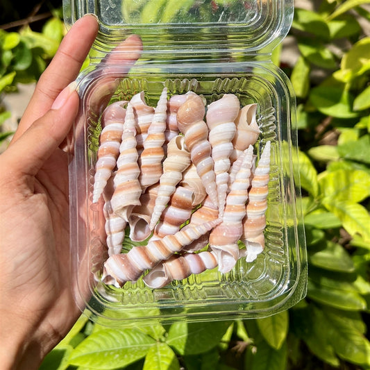 Twisted Horn Shells – Natural Spiral Set