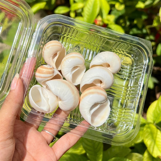 Vanilla Spiral Shells – Polished Curve Set