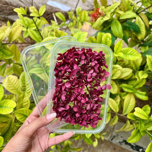 Wine Velvet Hydrangea Flower Box