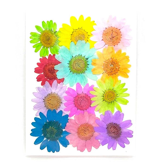 12 in 1 Daisy Multi Pressed  Flowers