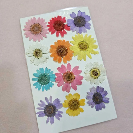 12 in 1 Daisy Multi Pressed  Flowers