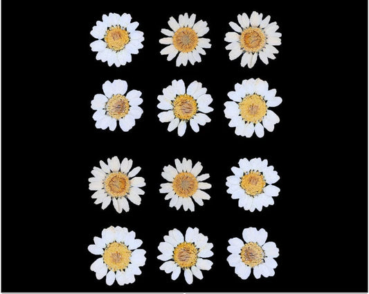 White Daisy  Pressed  Flowers